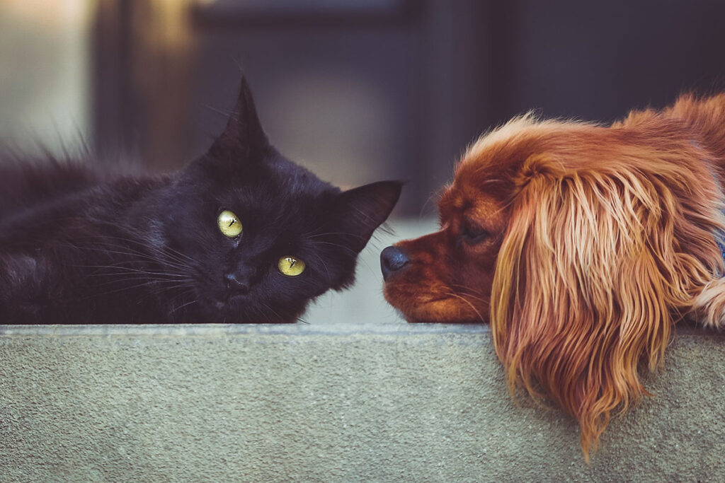 Photograph of a black cat and brown dog sitting together.